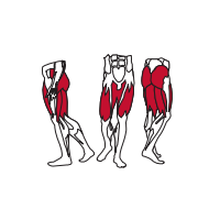 Muscles Targeted are the Gluteous, Hamstrings and Quadriceps Muscles