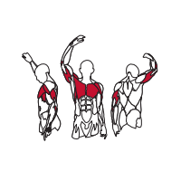 Muscles Targeted are the Chest, Pectoral and Triceps Muscles