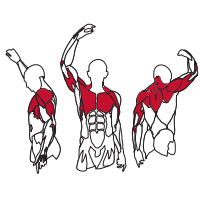 Muscles Targeted are the Shoulders, Chest, Pectoral and Upper Chest Muscles