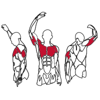 Muscles Targeted are the Triceps, Pectoral and Deltoid Muscles