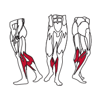 Muscles Targeted are the Calf Muscles