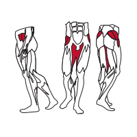 Muscles Targeted are the Abduction (Medial and Minor Gluteous) and Adduction muscles