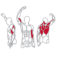 Muscles Targeted are the Lats, Deltoid, Trapezius, Forearm and Biceps Muscles