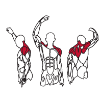 Muscles Targeted are the Chest, Pectoral, Deltoid, Triceps and Rhomboid Muscles