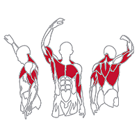 Muscles Targeted are the Biceps, Triceps, Pectoral, Lats, Trapezius and Rhomboid Muscles
