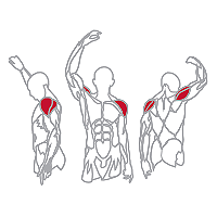 Muscles Targeted are the Deltoid and Shoulder Muscles