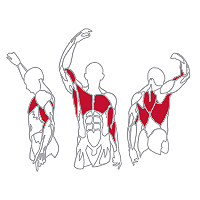 Muscles Targeted are the Lateral, Trapezius, Biceps and Pectoral Muscles