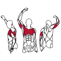 Muscles Targeted are the Chest, Pectoral and Triceps Muscles