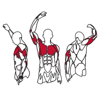 Muscles Targeted are the Chest, Pectoral, Triceps and Deltoid Muscles