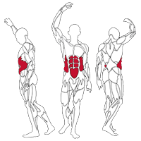 Muscles Targeted are the Abdominal Core Muscles