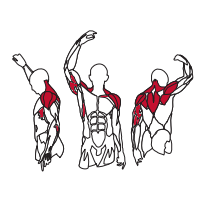 Muscles Targeted are the Deltoid, Shoulder, Trapezius and Tricep Muscles
