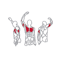 Muscles Targeted are the Lower Chest, Pectoral and Tricep Muscles