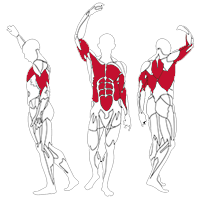 Muscles Targeted are the Abdominals and Upper Body