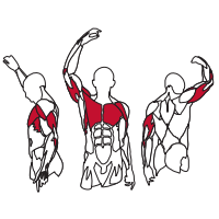 Muscles Target are the Chest, Pectoral and Tricep Muscles