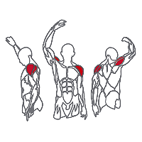 Muscles Targeted are the Shoulder and Deltoid Muscles