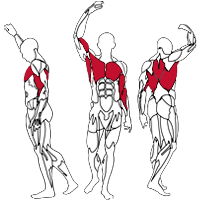 Muscles Targeted are the Lateral and Chest Muscles, as well as the Biceps