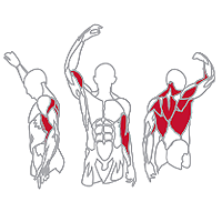 Muscles Targeted are the Trap, Upper Back, Lateral and Biceps Muscles