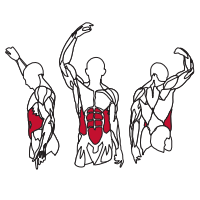 Muscles Targeted are the Lat and Mid Back, Biceps, Triceps and Forearm Muscles